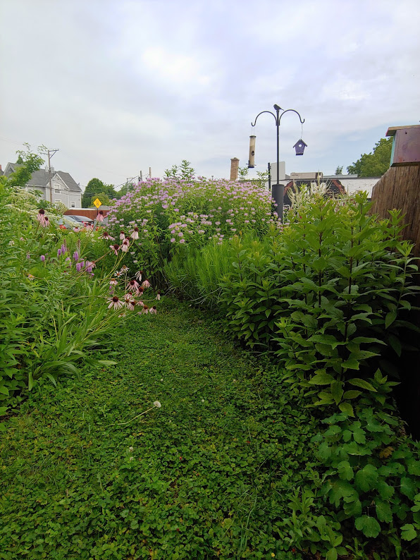 Front Yard Pollinator Garden in Old Irving Park designed by Wild World Gardens